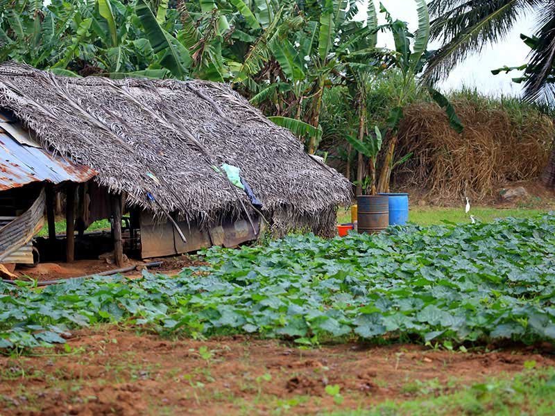 Traditional Village Tour in Hiriwadunna