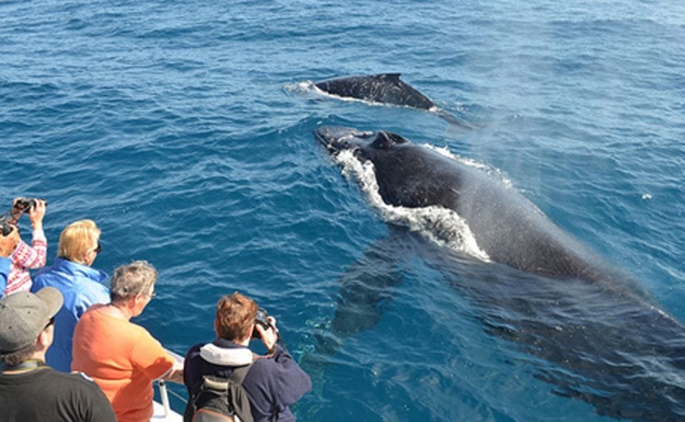 whales-dolphines-watching-mirissa-srilanka