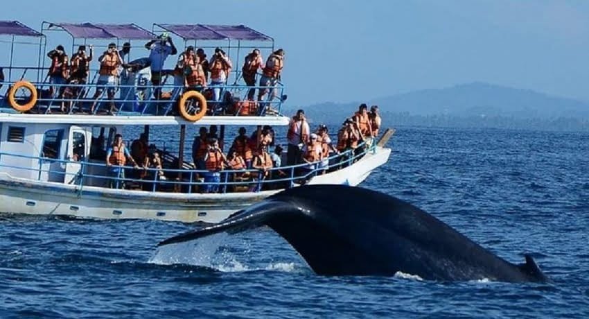 Mirissa, Sri Lanka