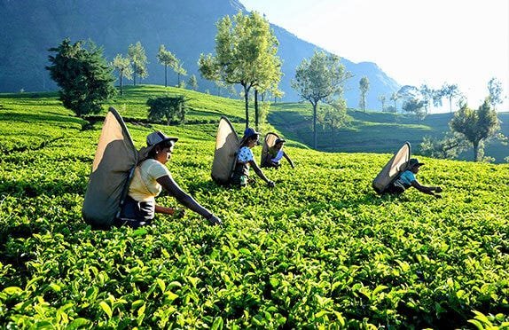 tea-plantation-srilanka