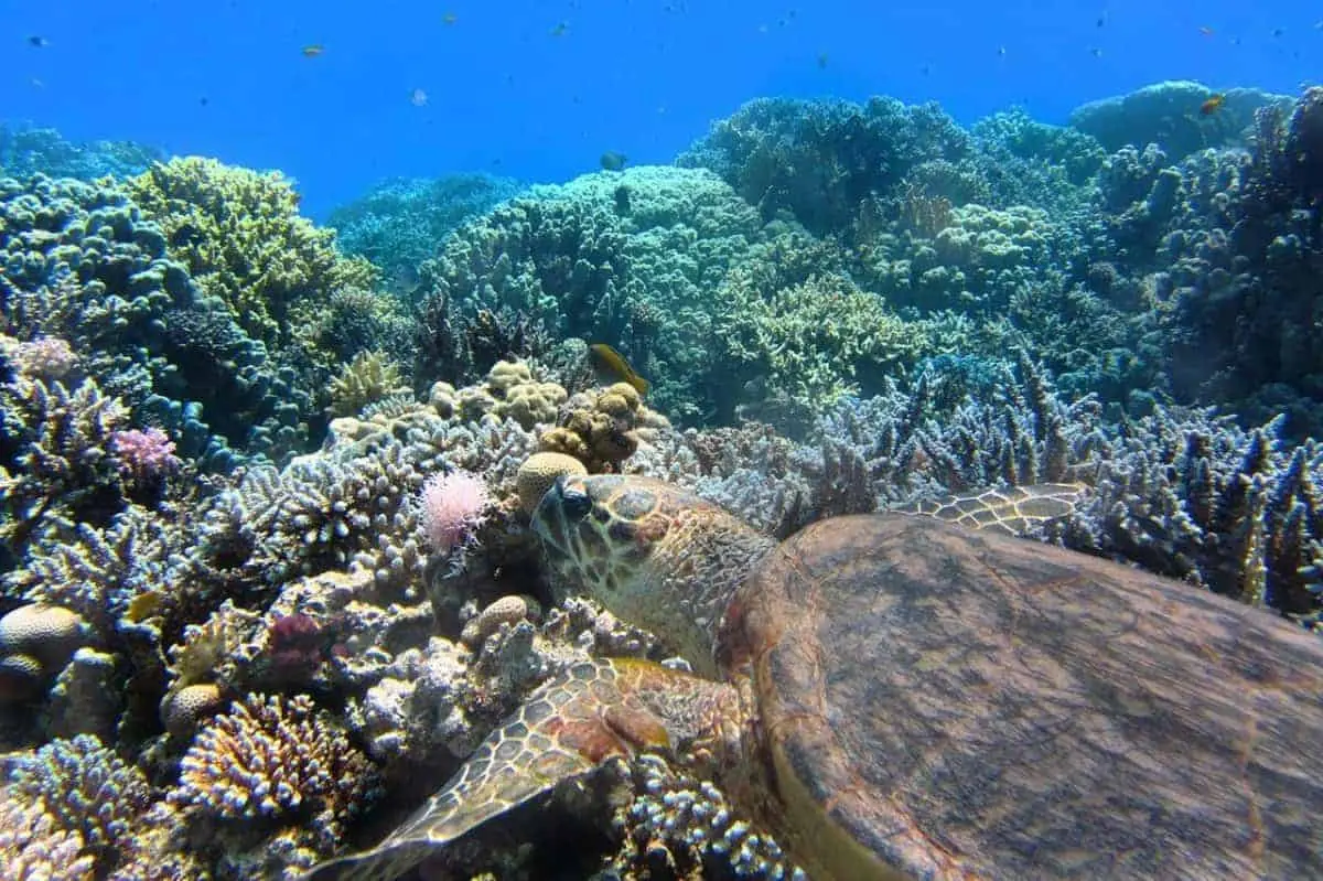 diving snorkelling srilanka
