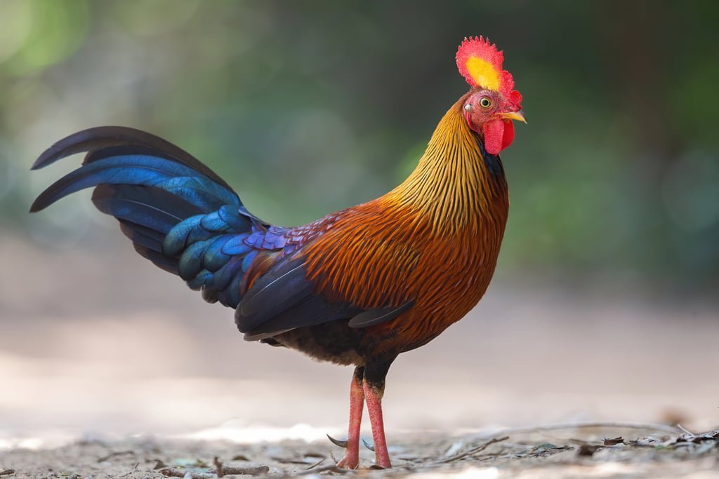 Jungle Fowl, Sinharaja