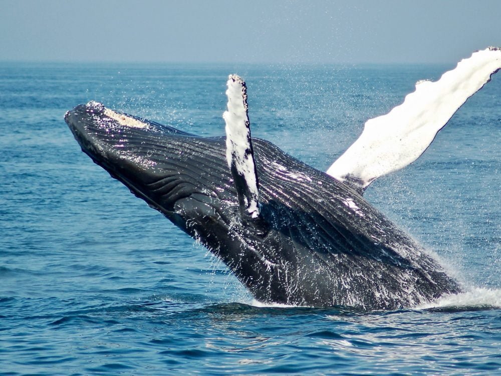 Whales and Dolphins Watching, An Unforgettable Marine Adventure