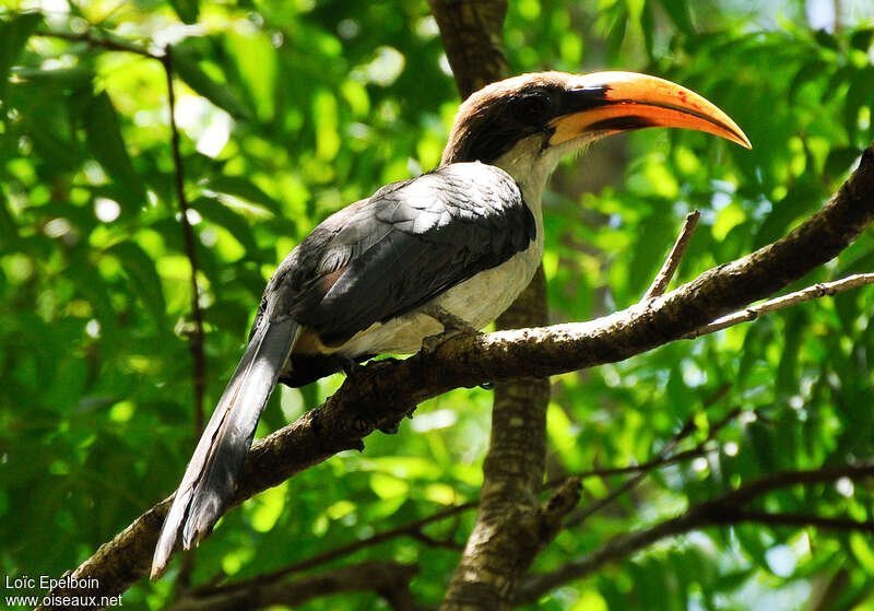 Grey Hornbill, Sinharaja
