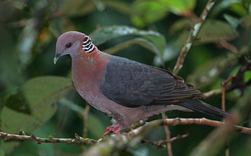 Wood Pigeon, Sinharaja