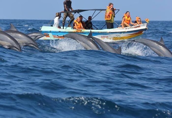 Whales and Dolphins Watching, An Unforgettable Marine Adventure