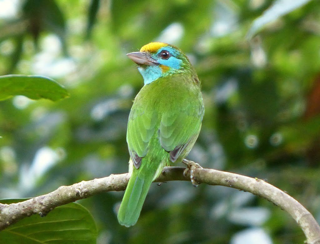 Yellow Fronted Barbet, Sinharaja
