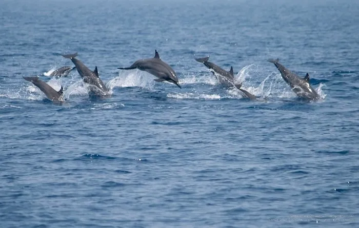 Whales and Dolphins Watching, An Unforgettable Marine Adventure