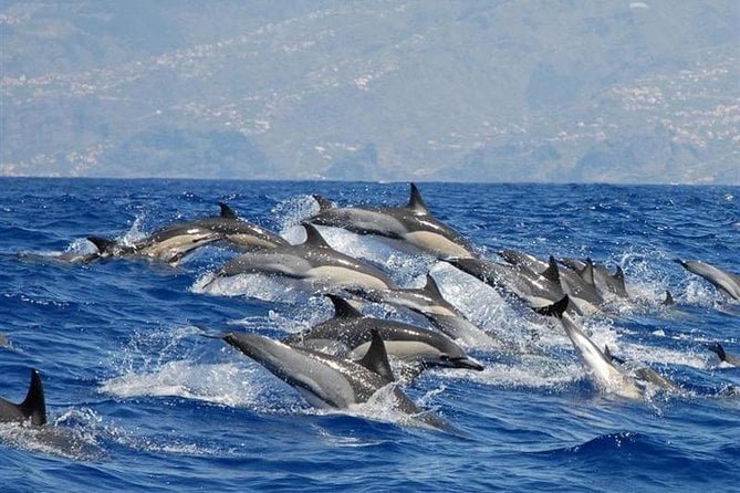Whales and Dolphins Watching, An Unforgettable Marine Adventure