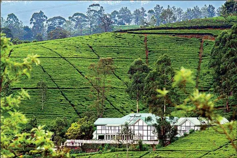 tea-plantation-srilanka