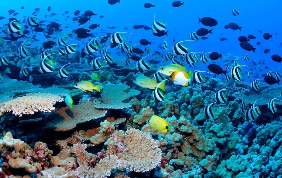 diving snorkelling srilanka