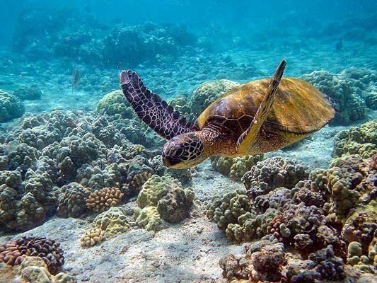 diving snorkelling srilanka