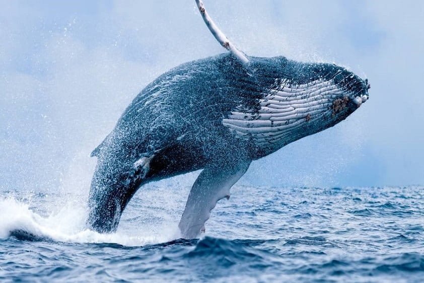whales-dolphines-watching-mirissa-srilanka