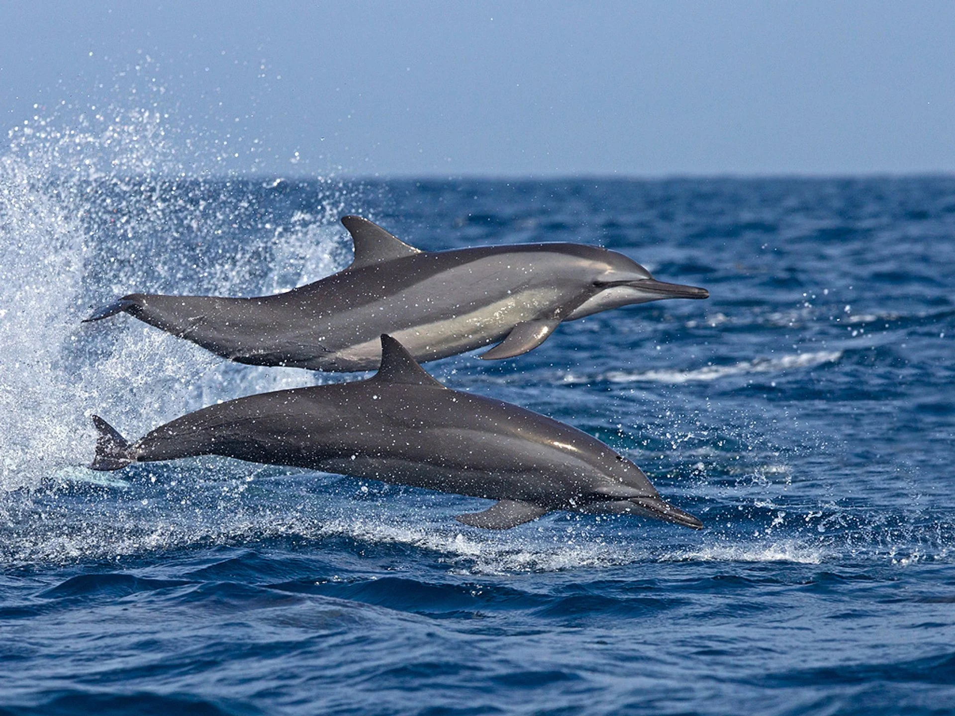 Dolphin Watching, Kalpitiya