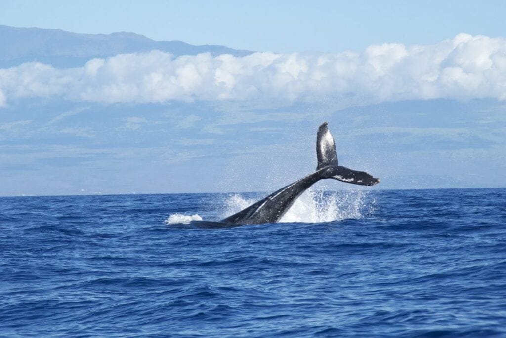 whales-dolphines-watching-mirissa-srilanka
