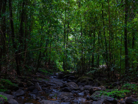 Makandawa Forest Reserve, Kitulgala