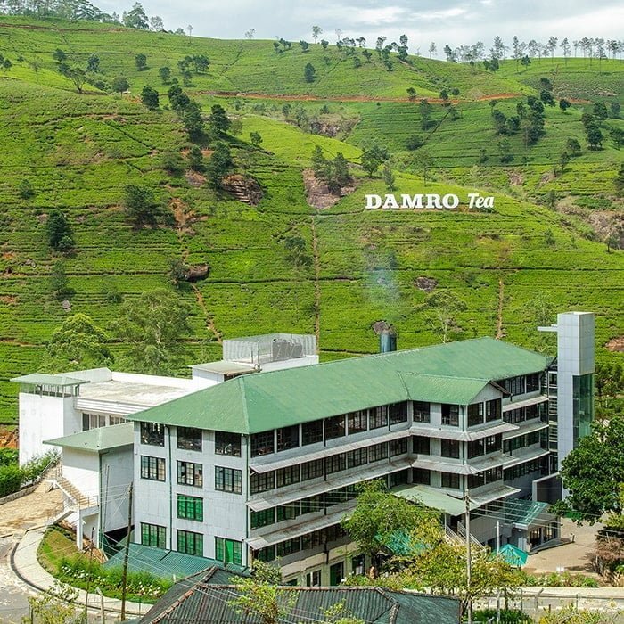 Ceylon Tea Plantation in Nuwaraeliya