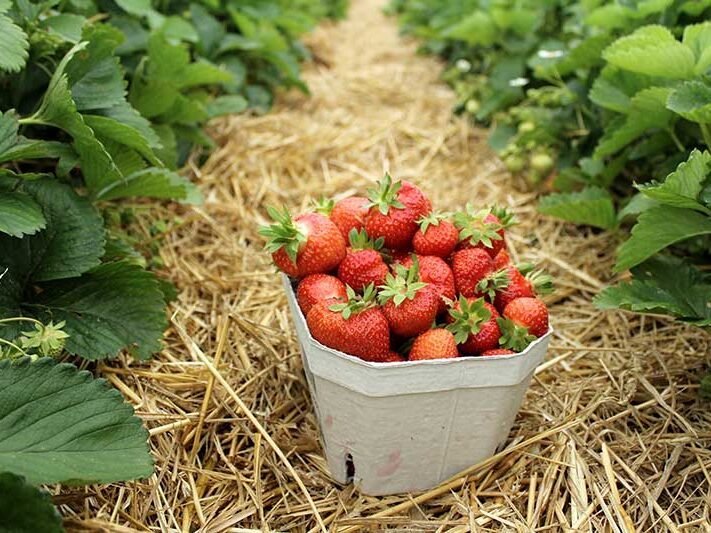Strawberry Farm, Nuwaraeliya