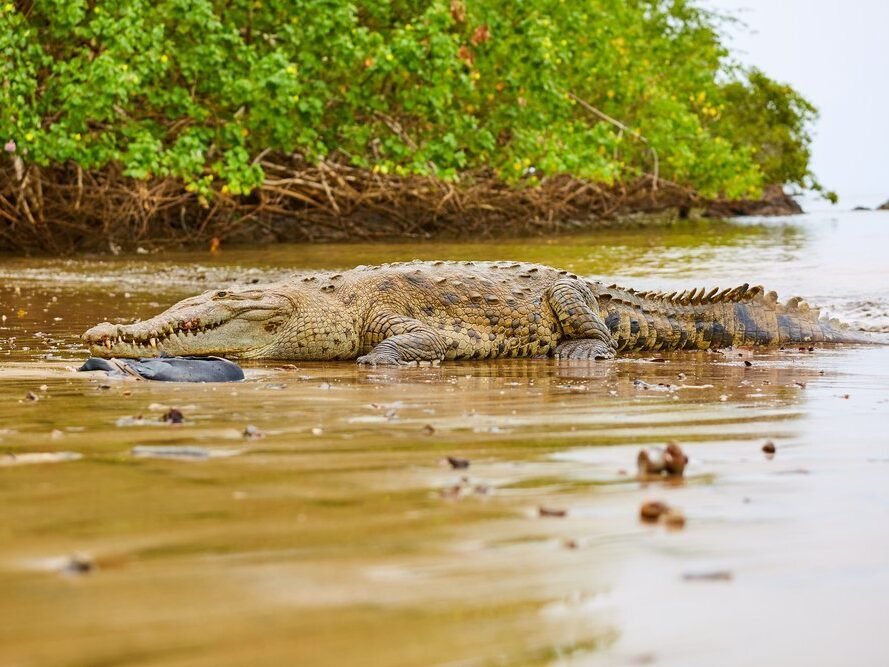 Crocodile Pond, Arugambay