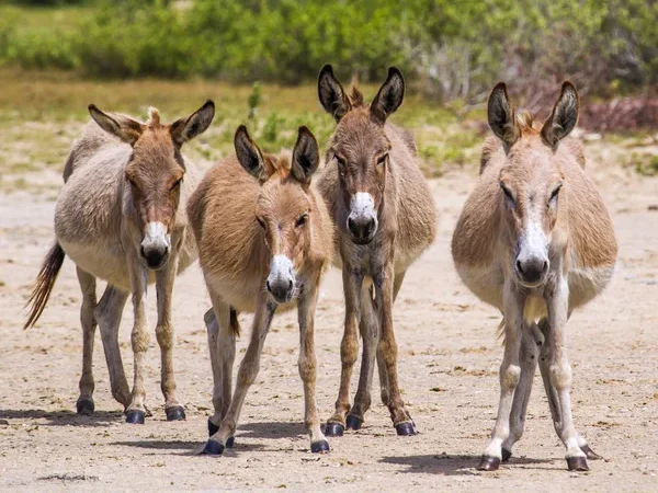 Donkey Farm, Mannar