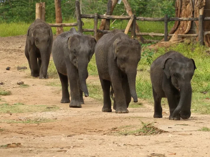 Elephant Transit Home, Udawalawa