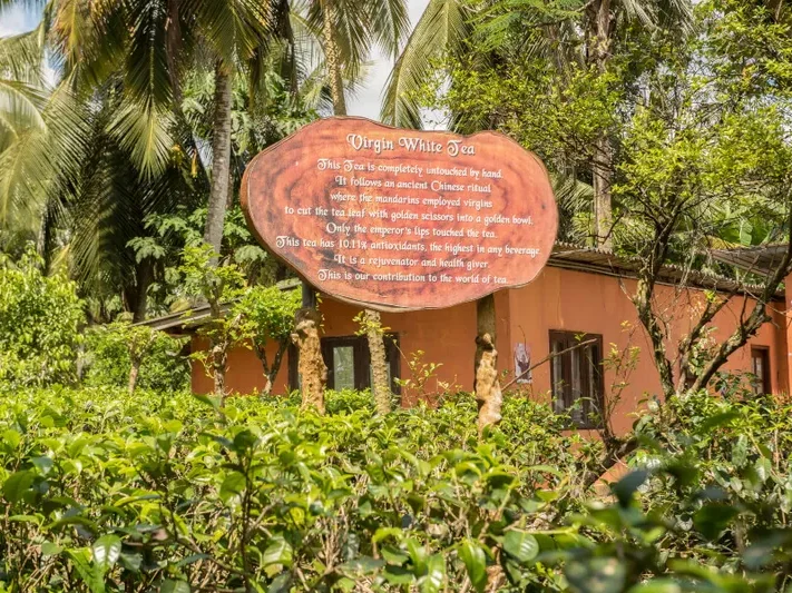 Hadungoda White Tea Plantation, Mirissa