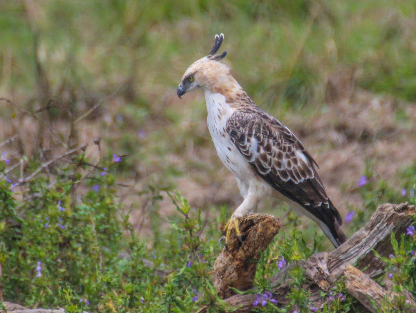 13 hawk eagle