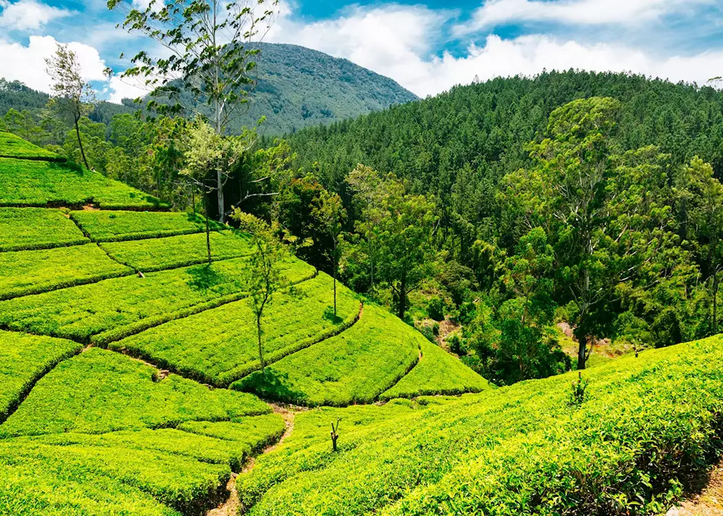 Nuwaraeliya 20 1333687 nuwara eliya tea estate