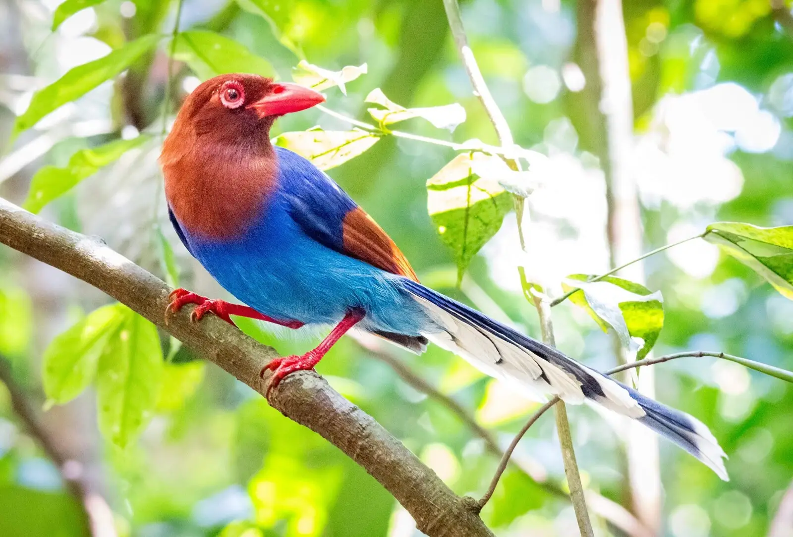 Blue Magpie