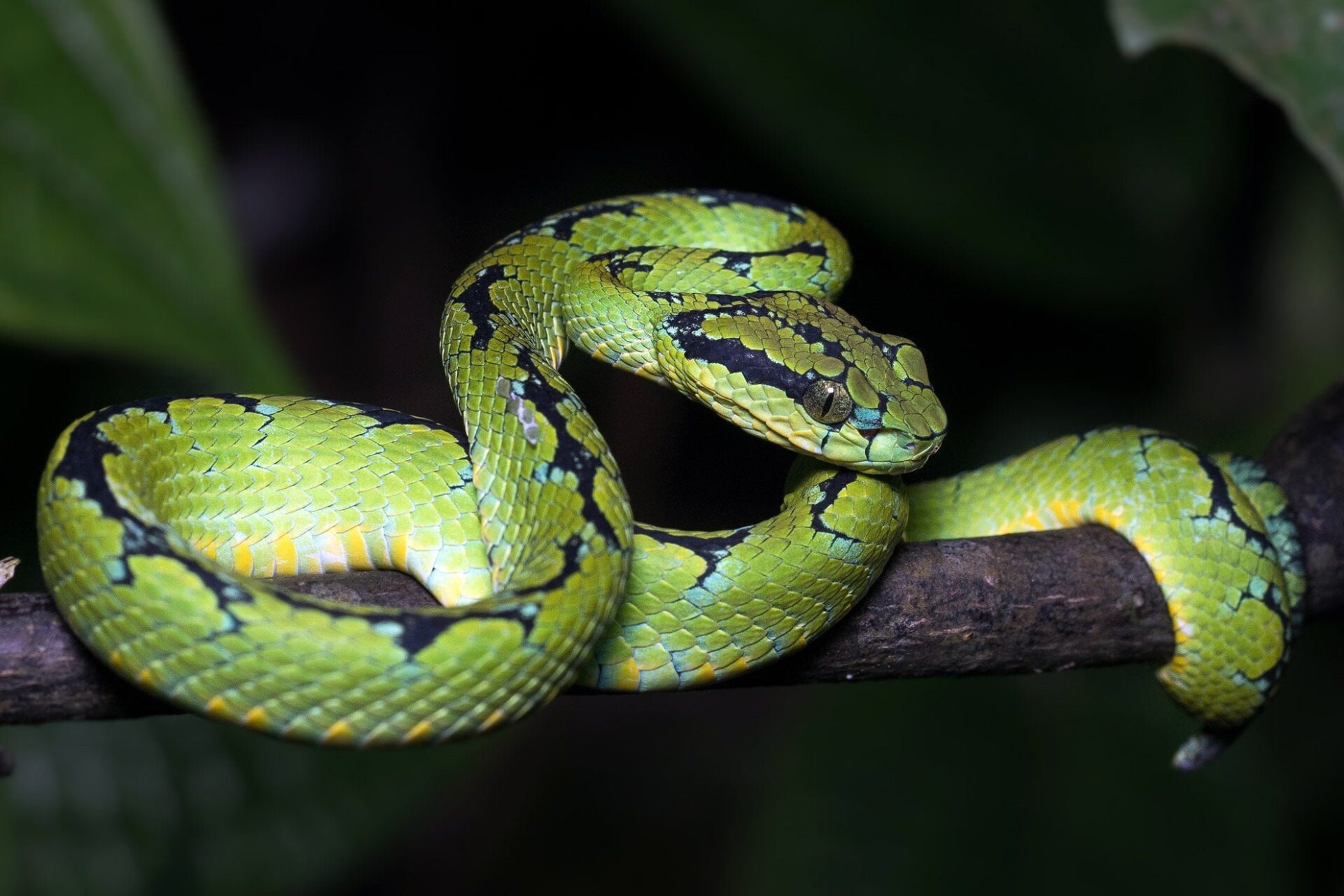 Green Pit Viper