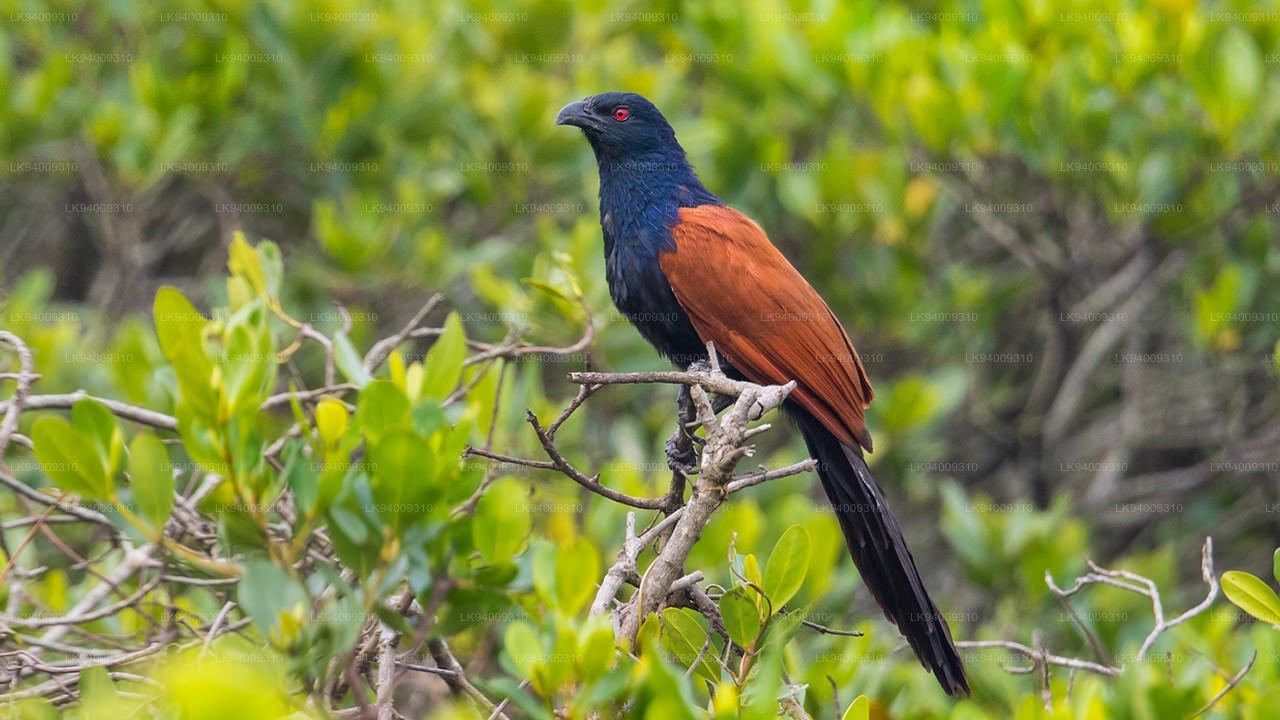 Green billed coucal