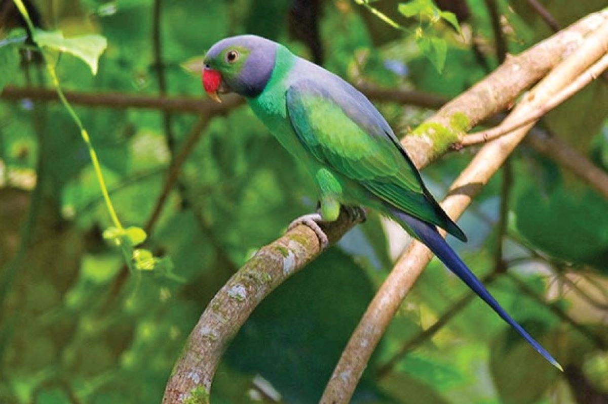 Layards Parrot