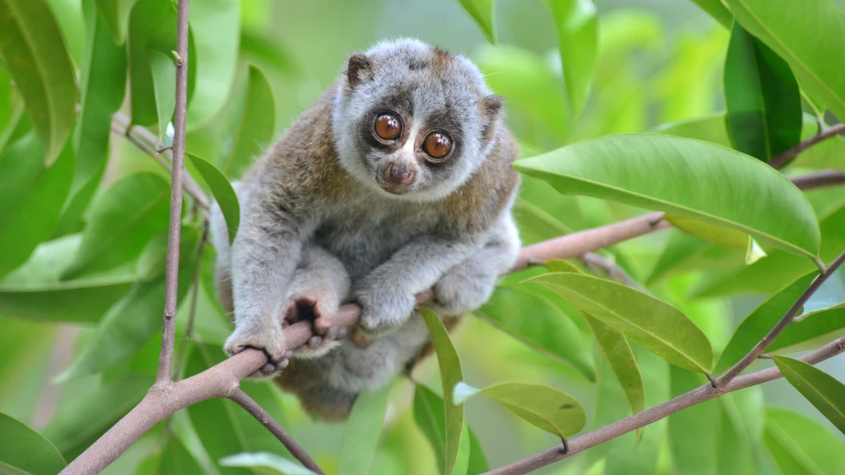 Loris