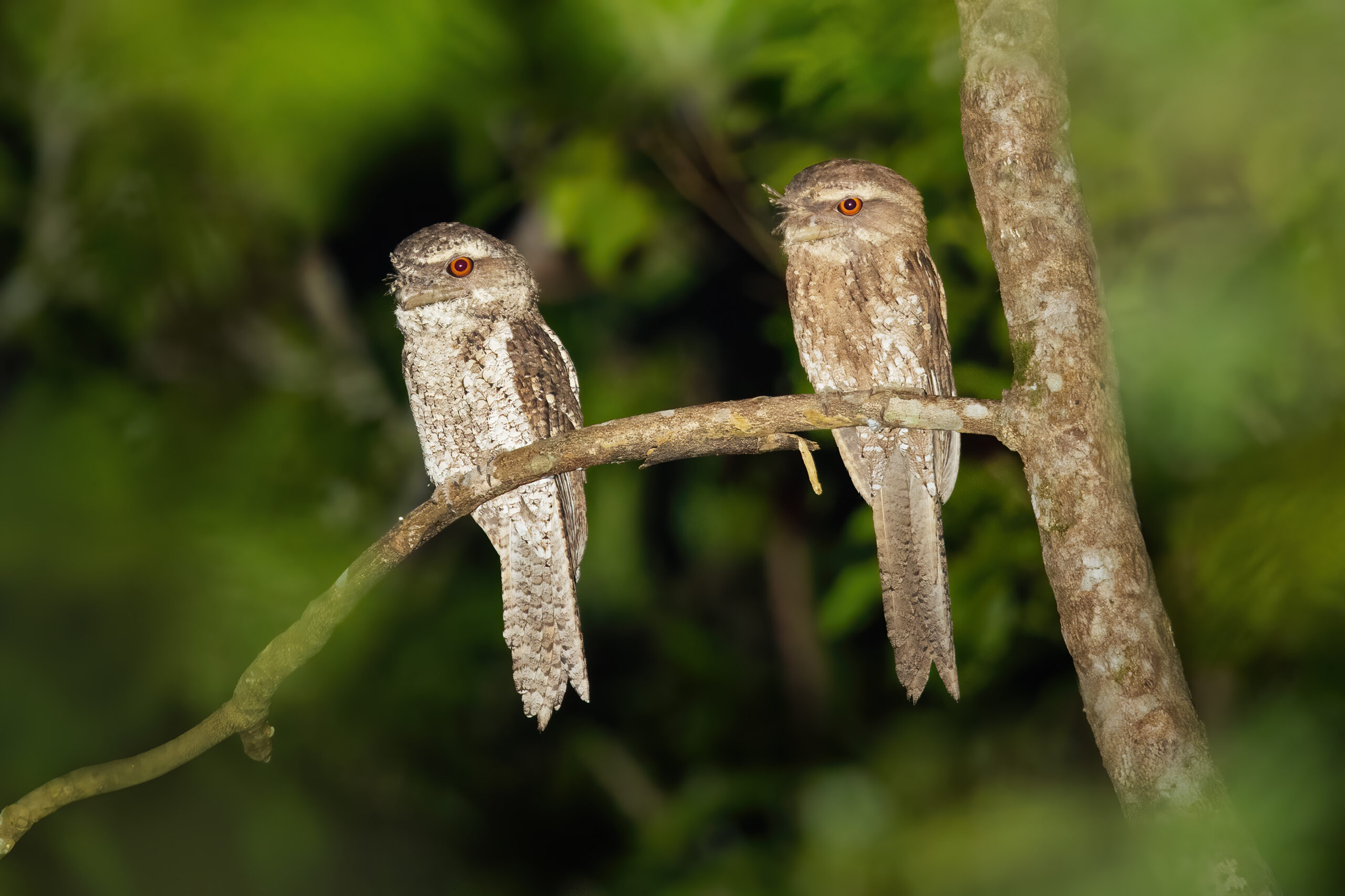 Marbled Frogmouth scaled