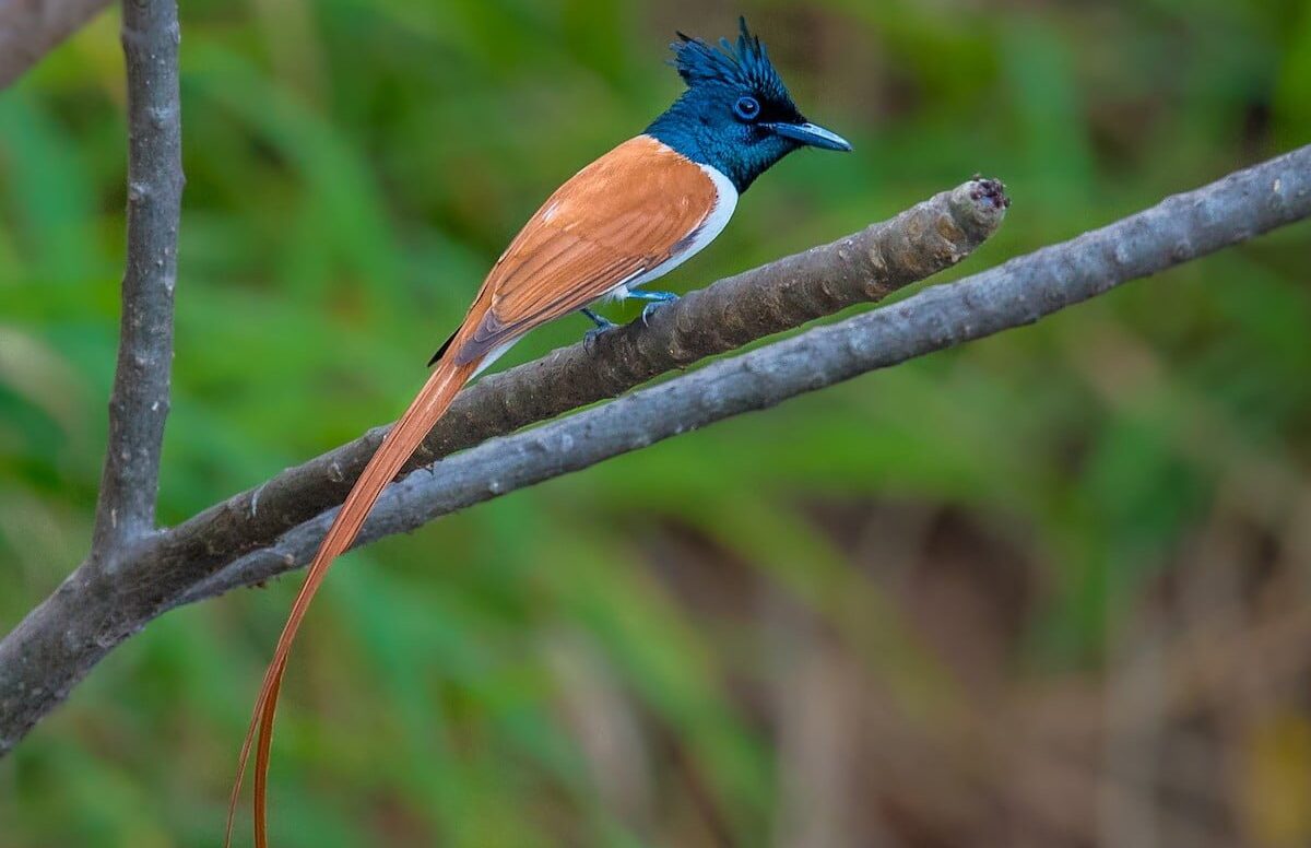 Paradise Flycatcher e1778445502470