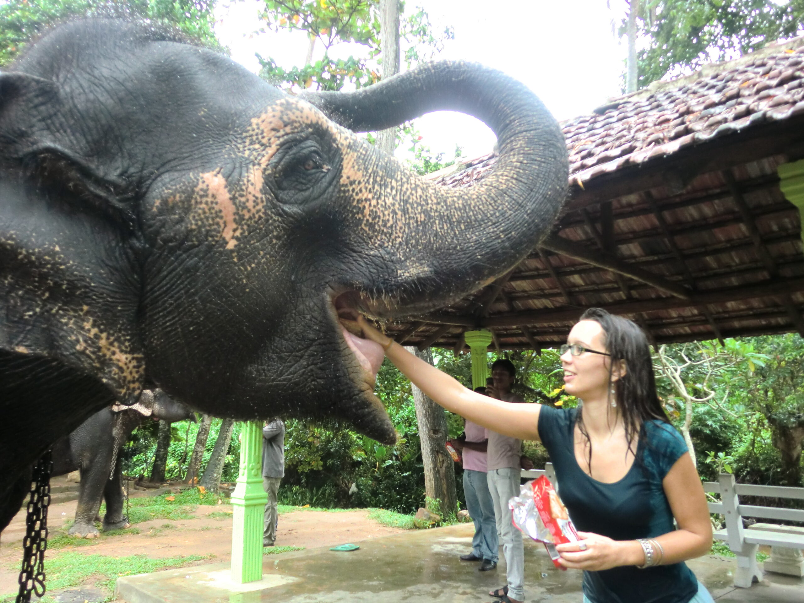 feeding an elephant in sri lanka scaled