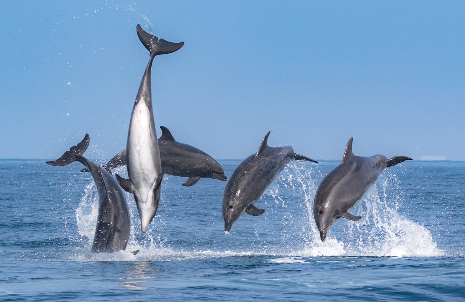 whale 3