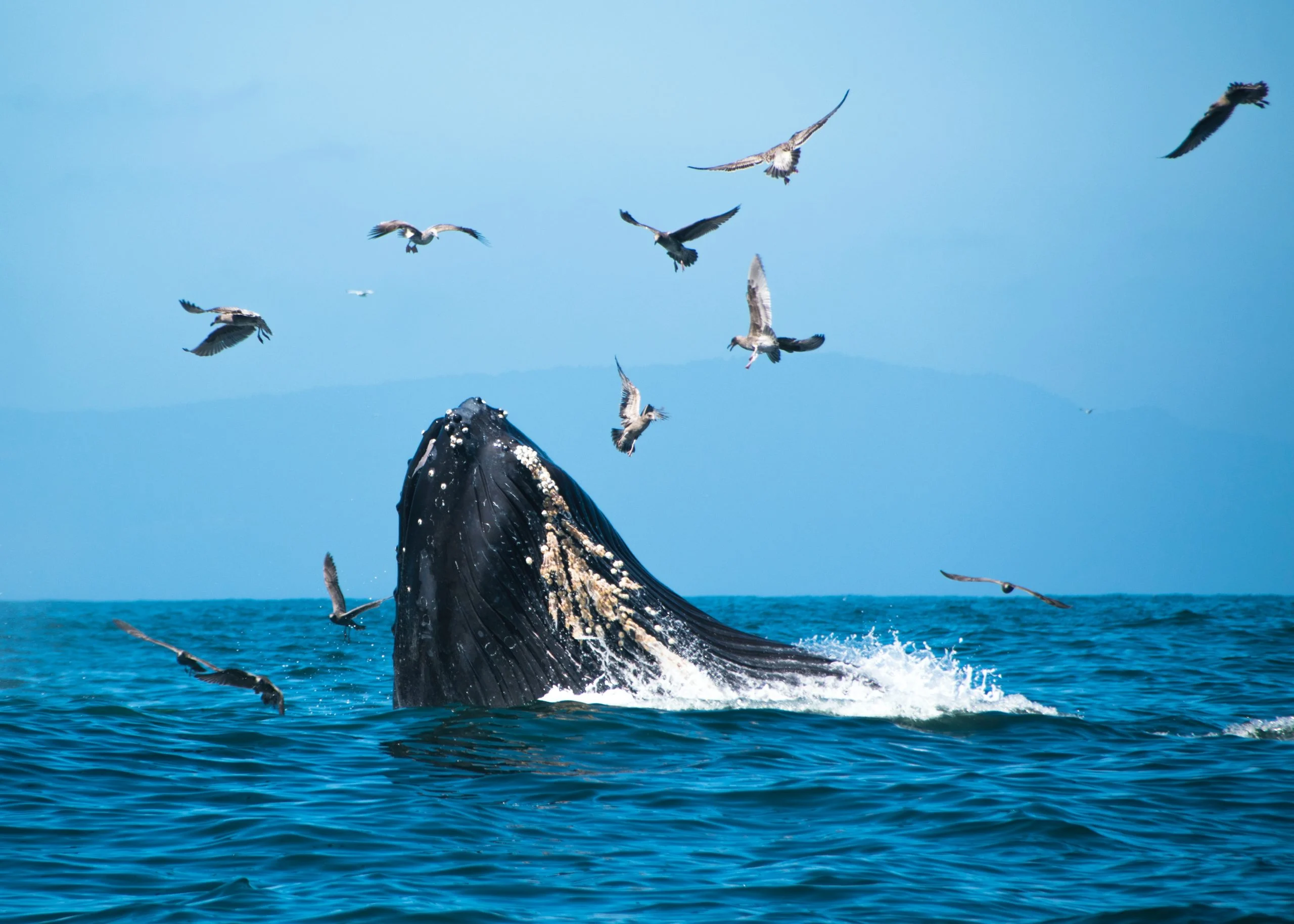 whale watching in Mirissa scaled 1