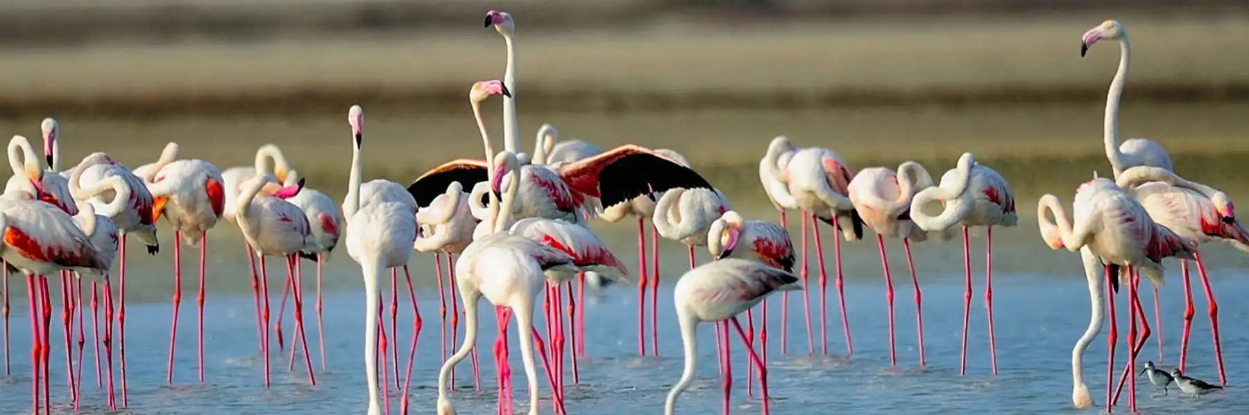 mannar island 1